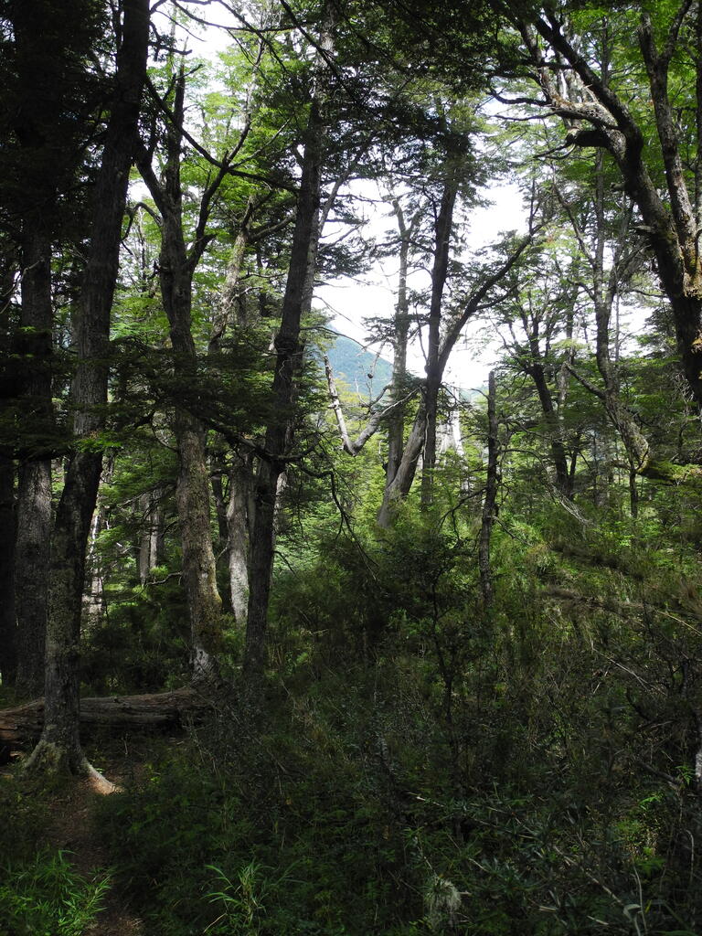Urwald am Pfad zum Mirador del Valle