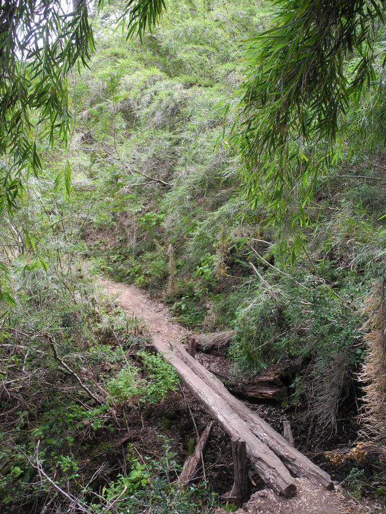 Bambus am Pfad zum Mirador del Valle