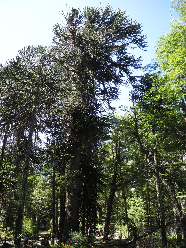 Gro&szlig;e Araukarien im Wald
