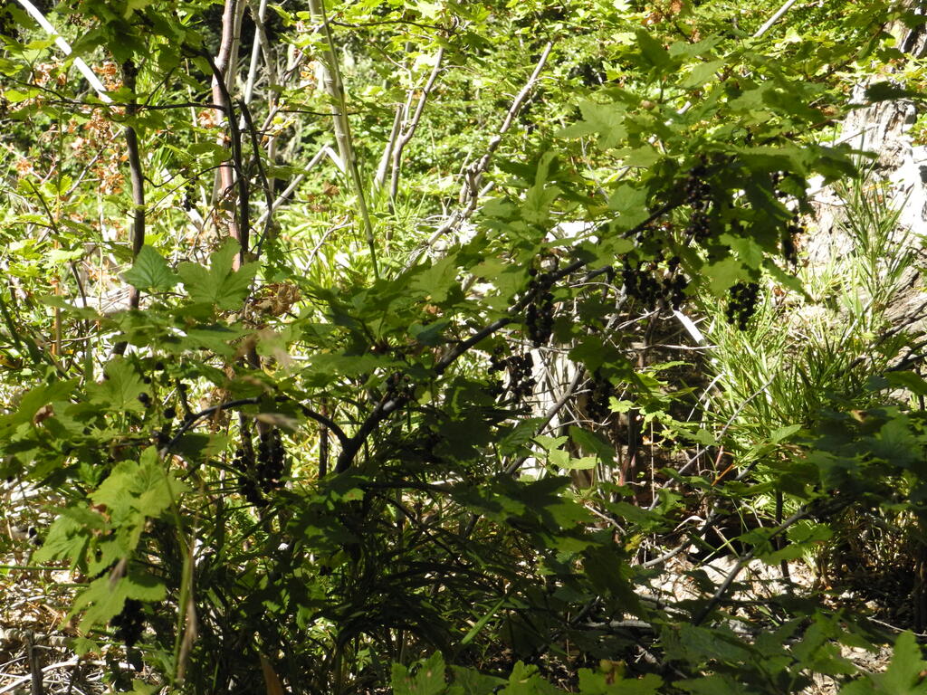 Johannisbeeren im Wald