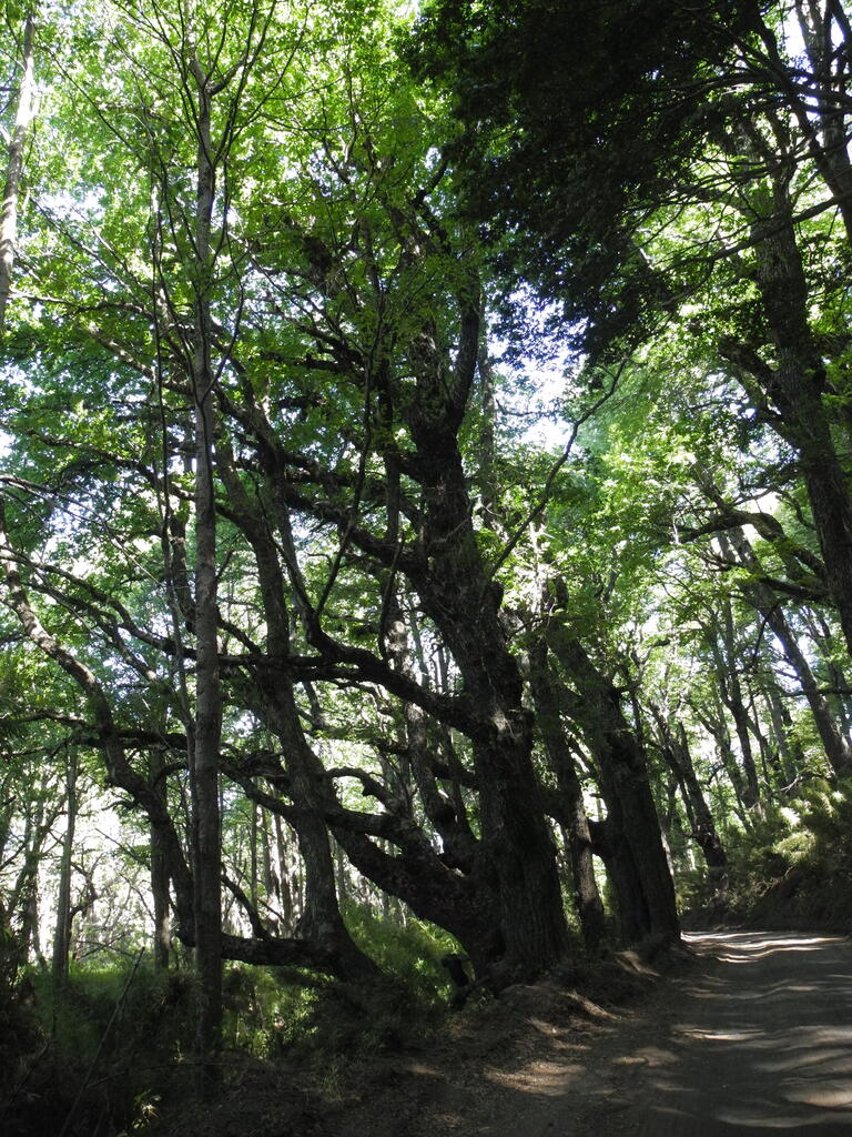 Gro&szlig;e S&uuml;dbuchen