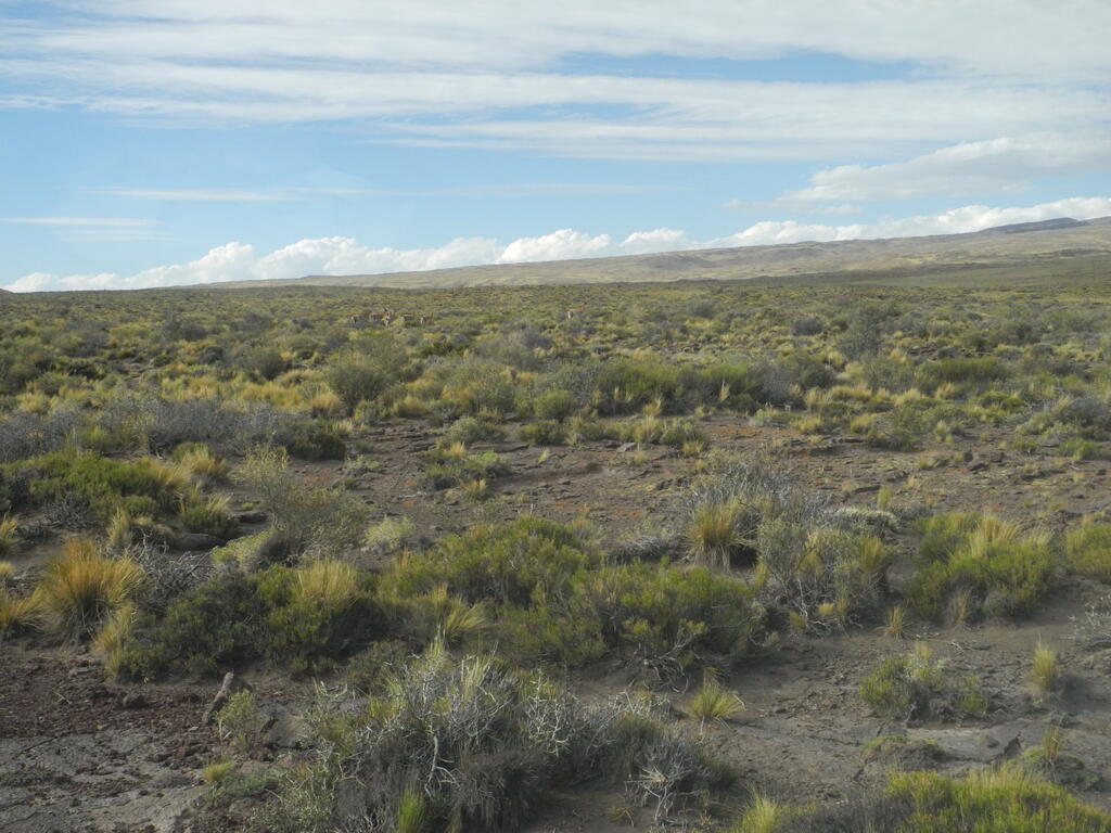 Guanaco neben der Piste