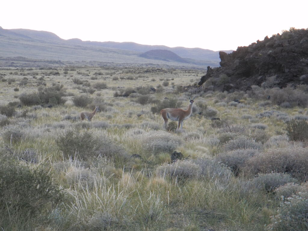 Guanacos an der Stra&szlig;e