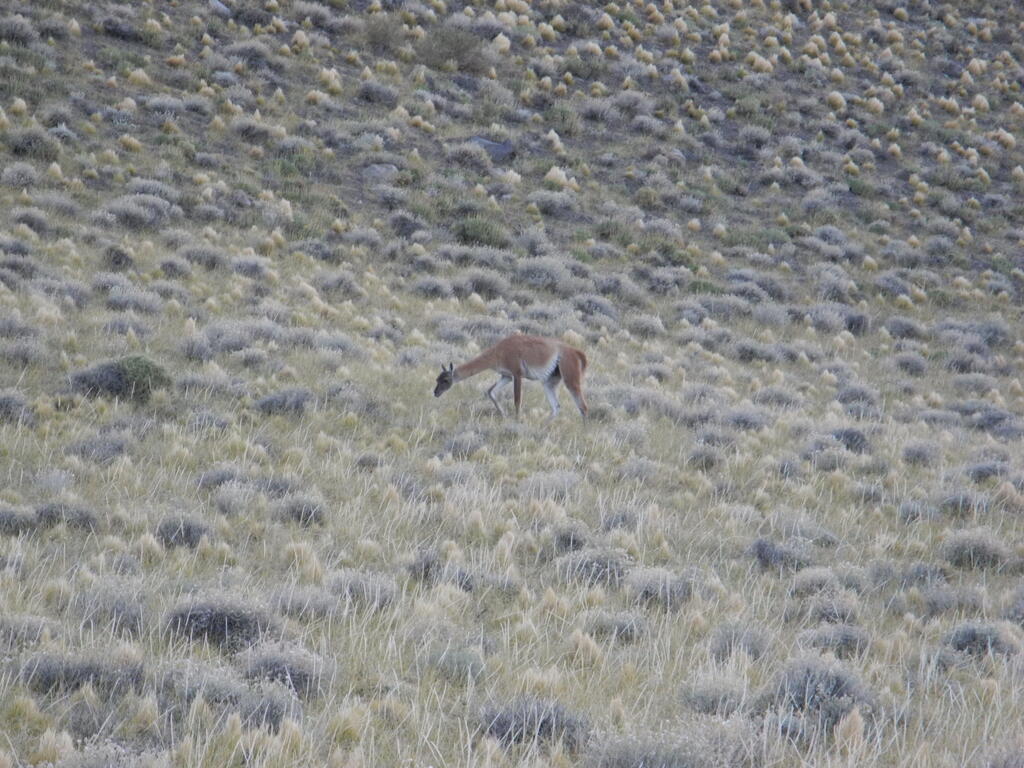 Guanacos an der Stra&szlig;e