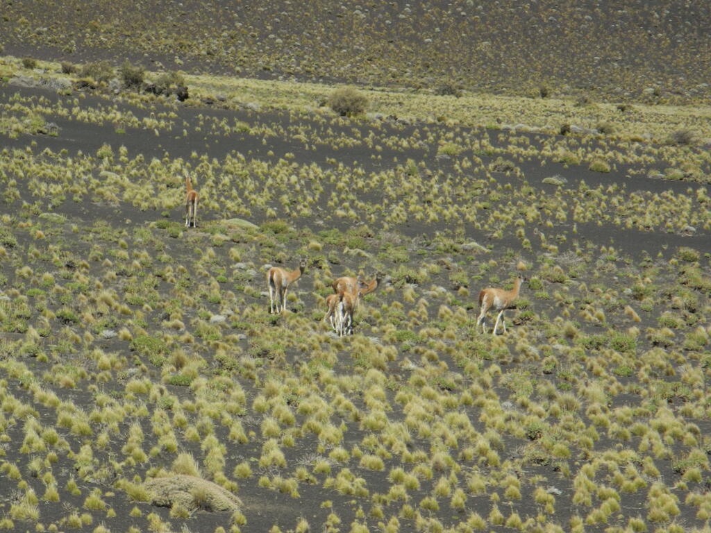 Guanacos an der Stra&szlig;e