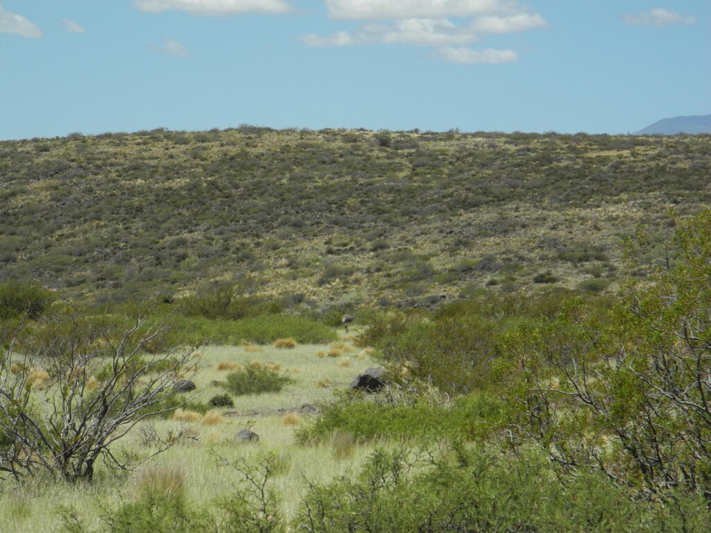 Choique neben der Stra&szlig;e