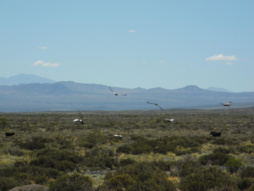 Geier an einem toten Guanaco