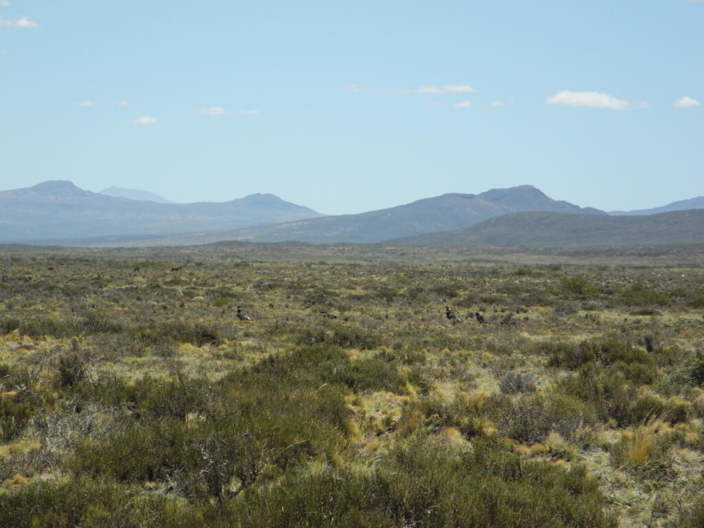 Geier an einem toten Guanaco