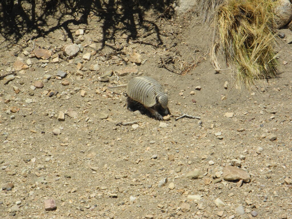 G&uuml;rteltier bei der R&uuml;ckfahrt von den Termas del Sosneado