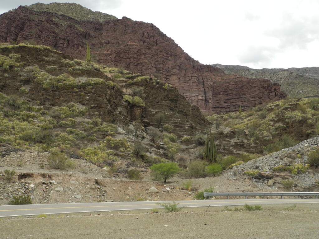 RN150 zwischen Huaco und Patquia, Kakteen