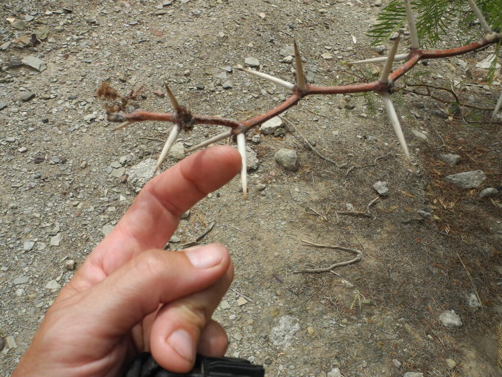 Lange und starke Dornen...