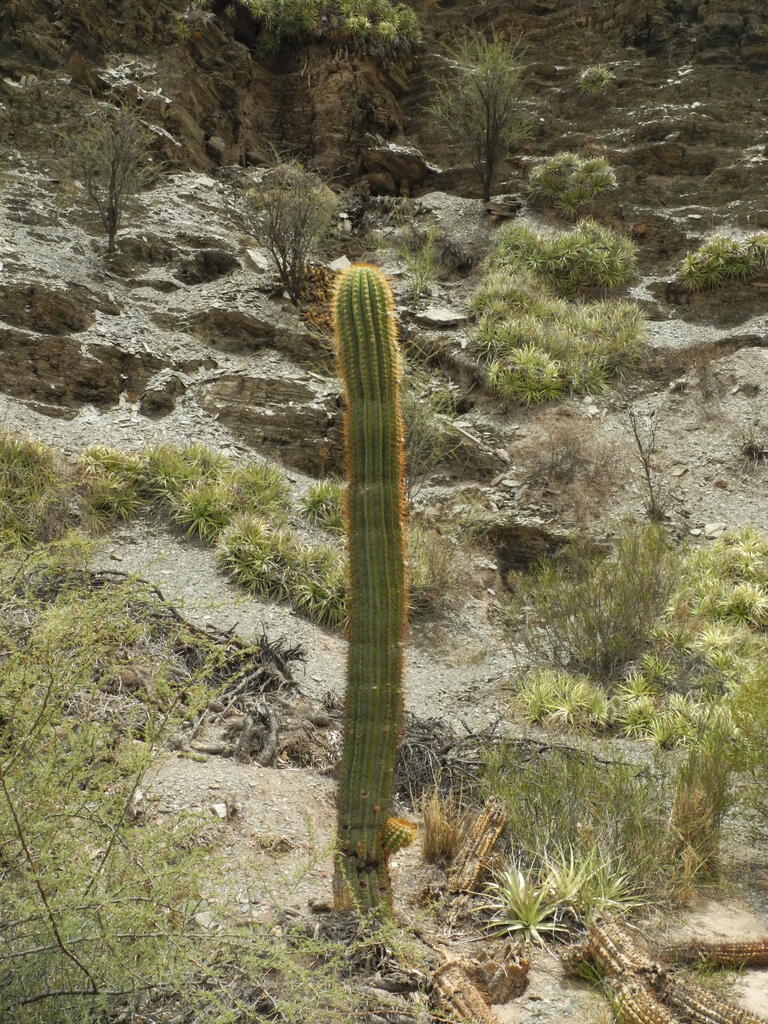 RN150 zwischen Huaco und Patquia, Kakteen
