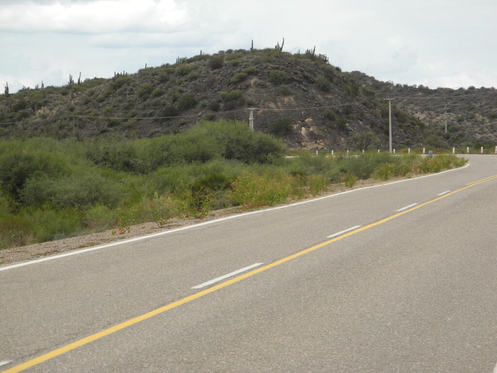 RN150 zwischen Huaco und Patquia, Kakteen