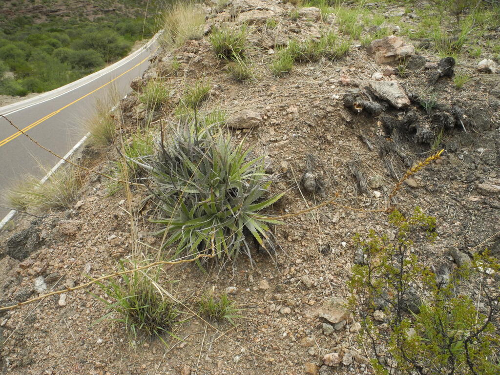 RN150 zwischen Huaco und Patquia, Agave
