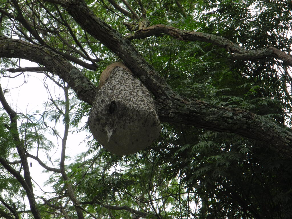 Camping Costa del Rio, wilde Bienen