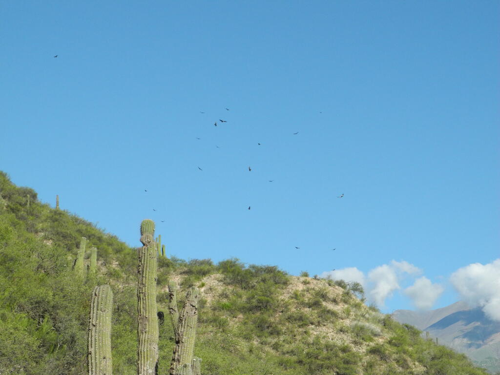 Die Geier kreisen...