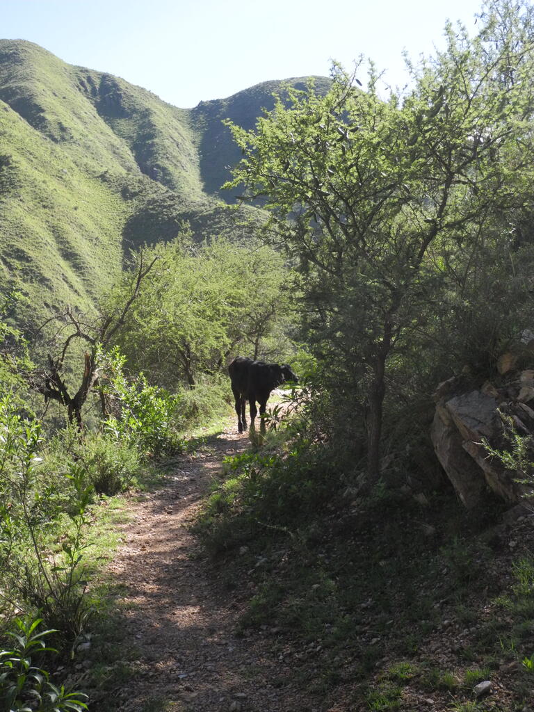 Kuh auf dem Wanderweg...