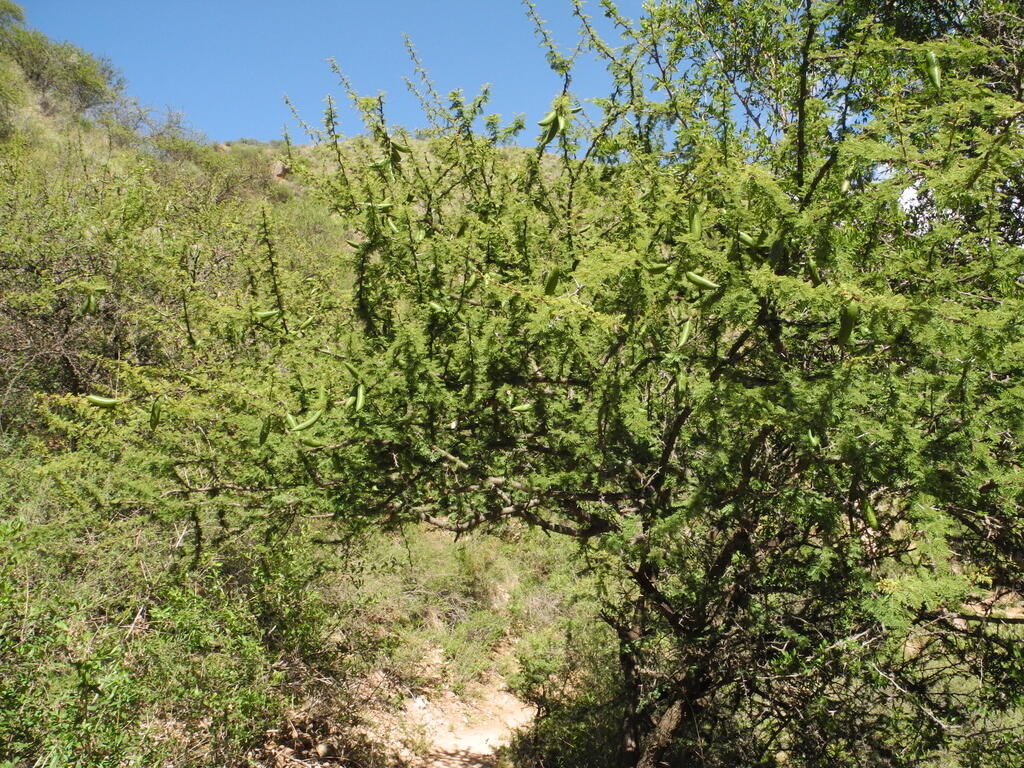 Fr&uuml;chte am Akazien Strauch