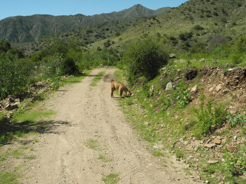 Alpaca an der Stra&szlig;e zum Bauernhof