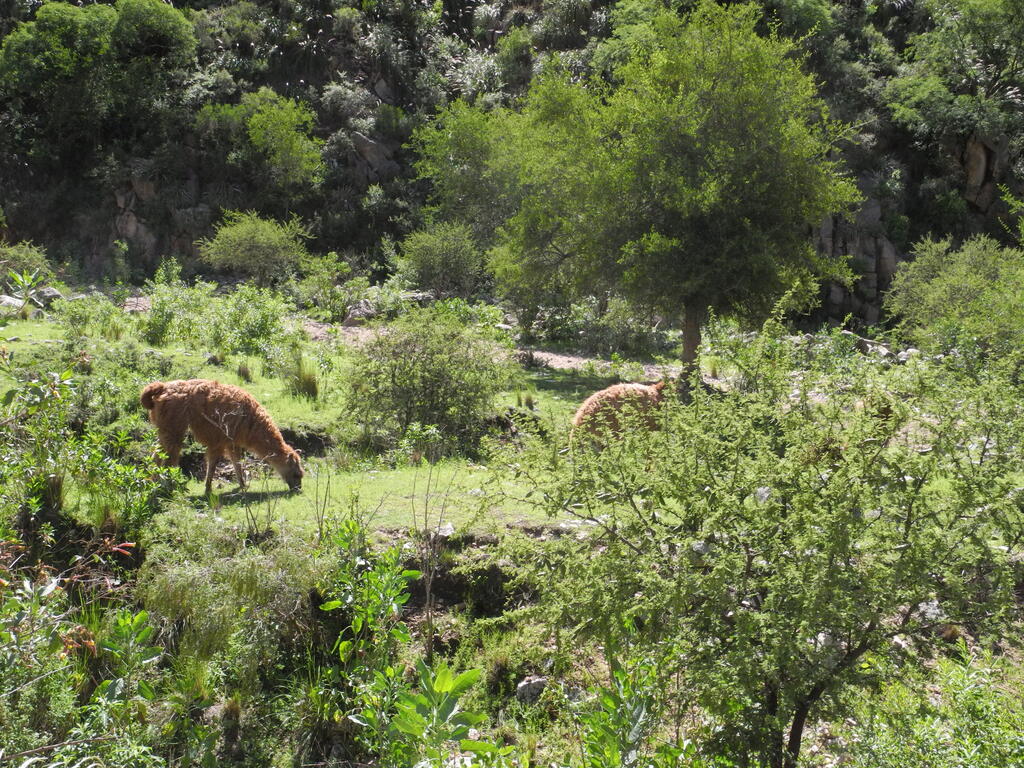 Alpaca an der Stra&szlig;e zum Bauernhof