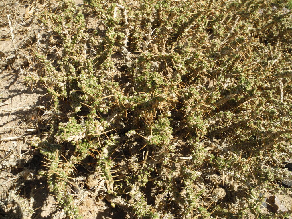 Weitere stachlige Pflanzen...