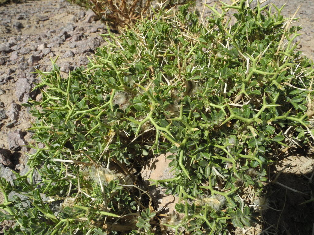 Weitere stachlige Pflanzen...