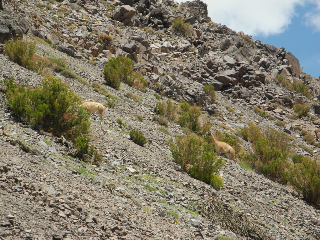 Lamas (Art unsicher)