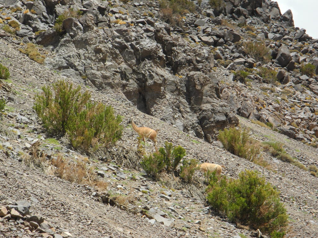 Lamas (Art unsicher)