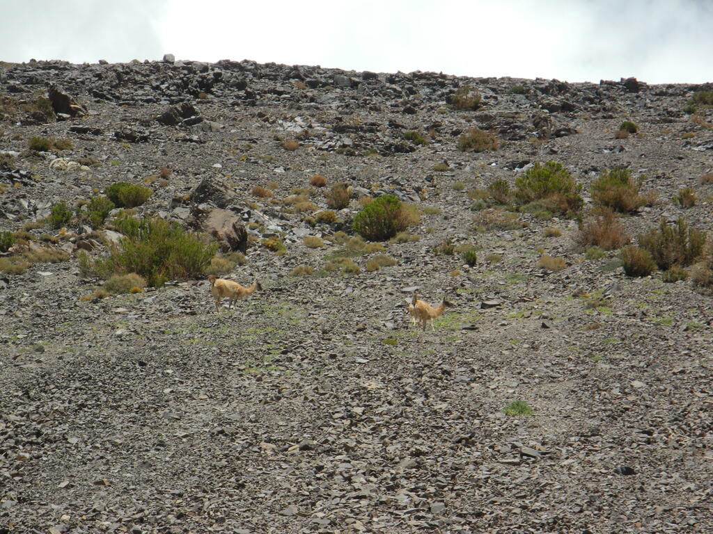 Lamas (Art unsicher)