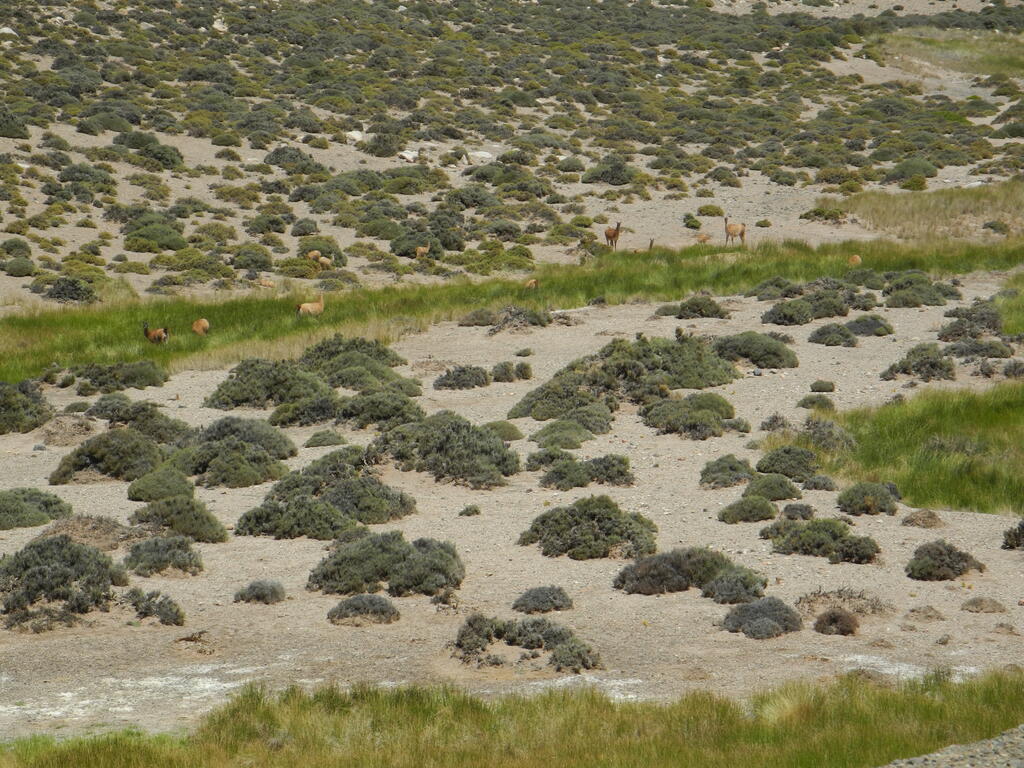 Guanacos an der Stra&szlig;e