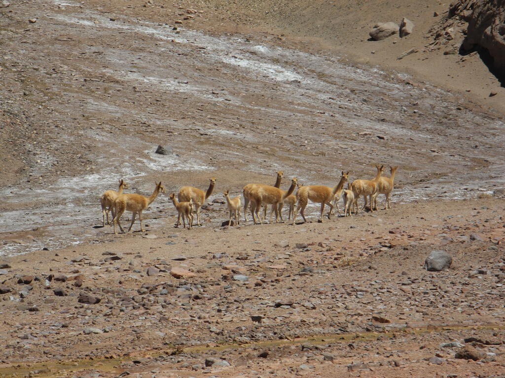 Vicu&ntilde;as an der Stra&szlig;e