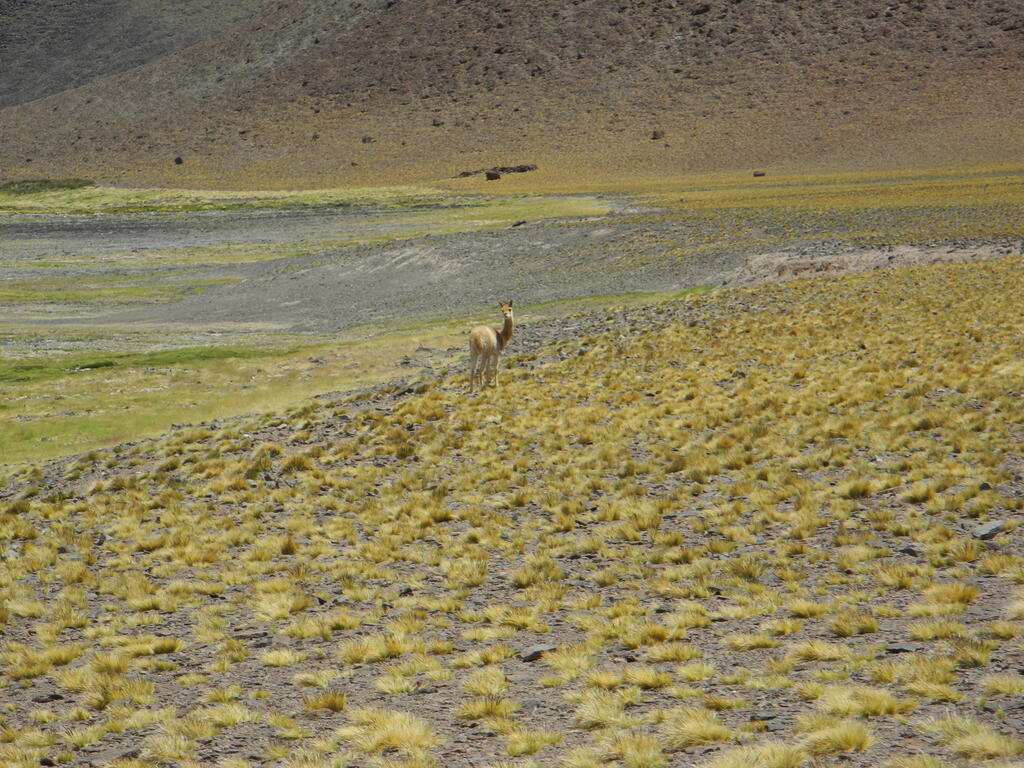Lguna Brava Vicu&ntilde;a