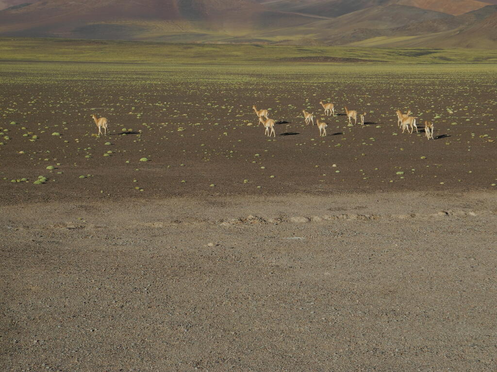 Vicu&ntilde;as an der Stra&szlig;e