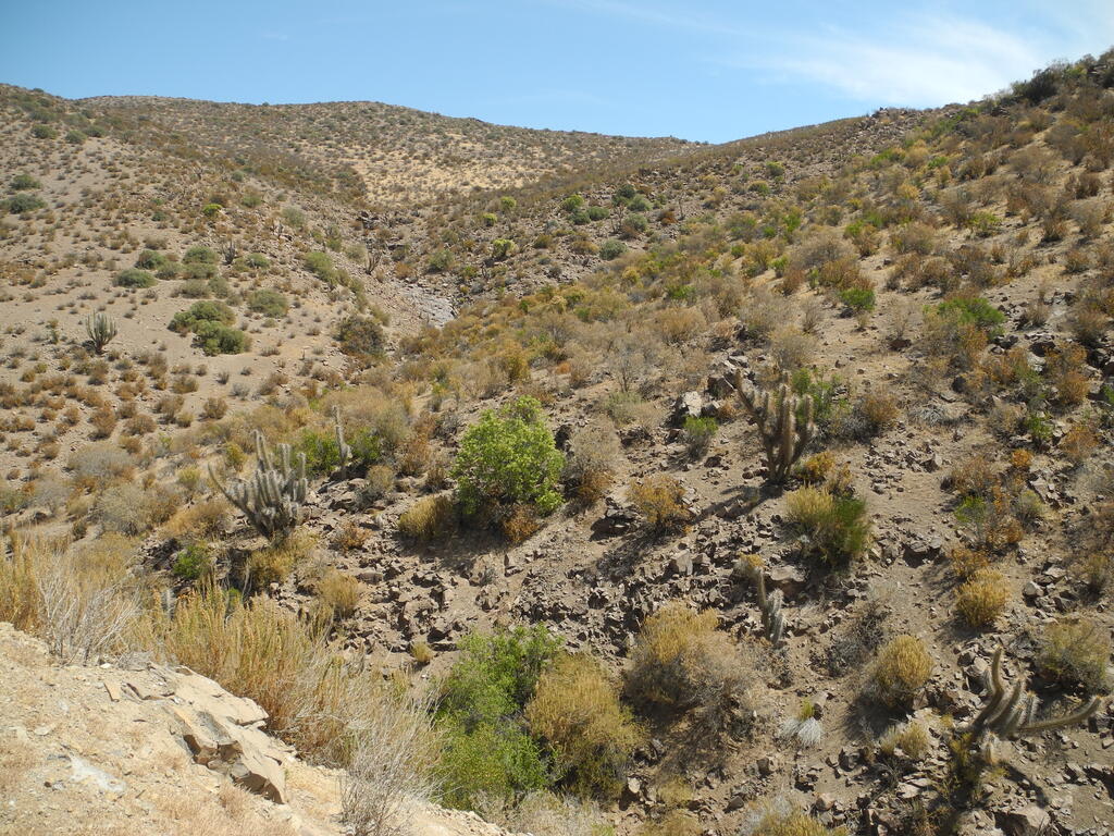 Vegetation an der Stra&szlig;e von Andacollo nach Samo Alto