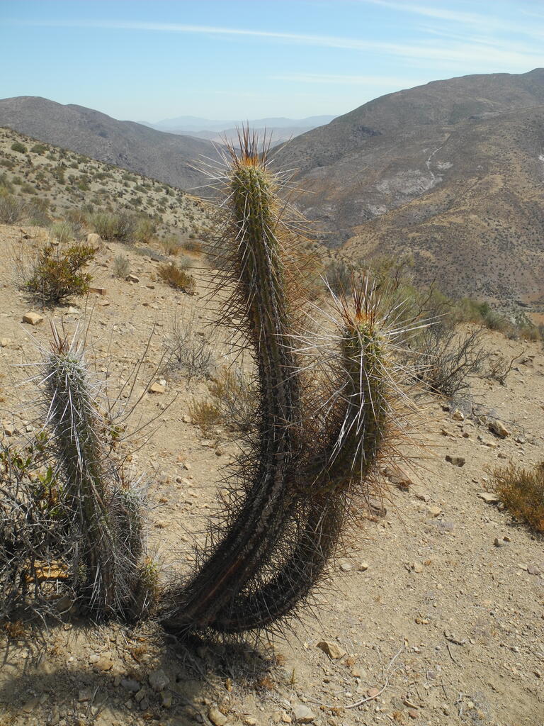 Kaktus am Stra&szlig;enrand