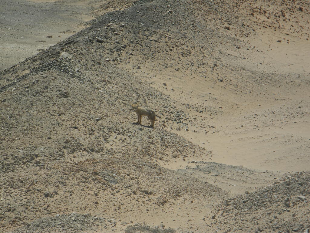 Ein W&uuml;stenfuchs neben der Stra&szlig;e