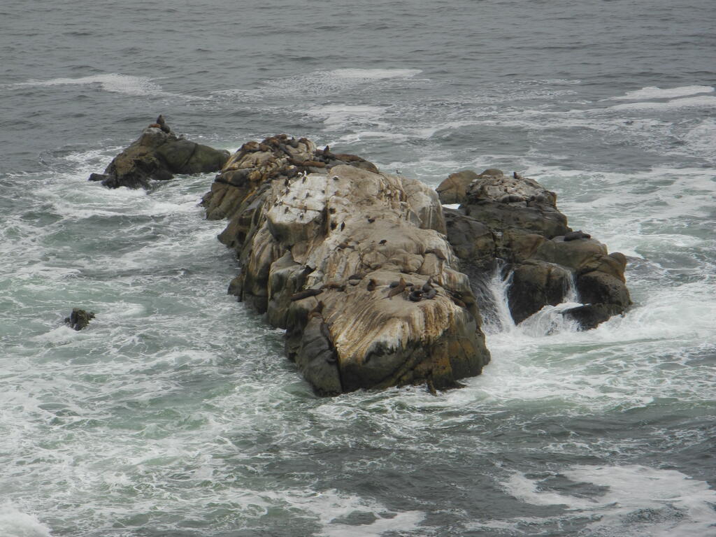Robben und V&ouml;gel an der K&uuml;ste