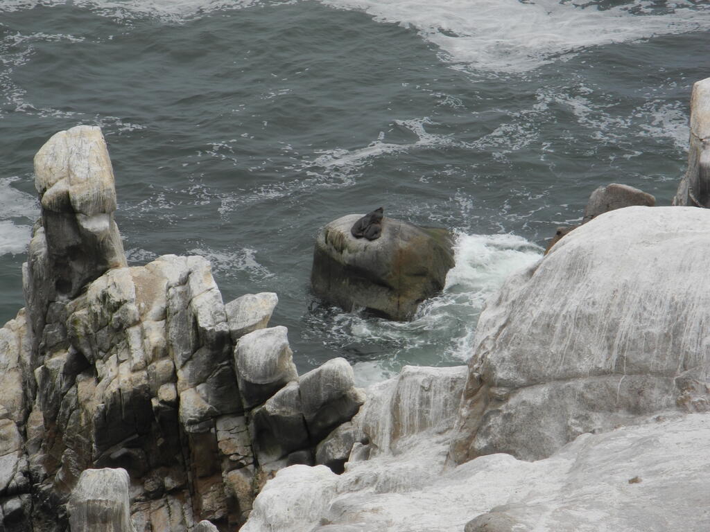 Robben an der K&uuml;ste