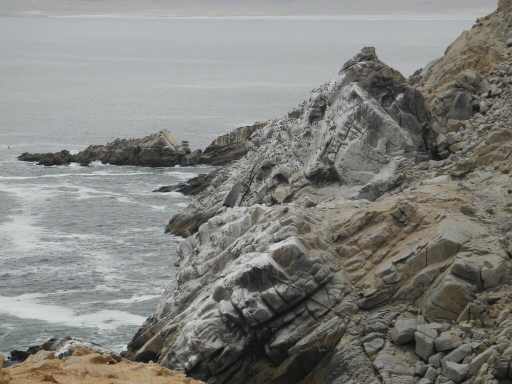 V&ouml;gel an der K&uuml;ste