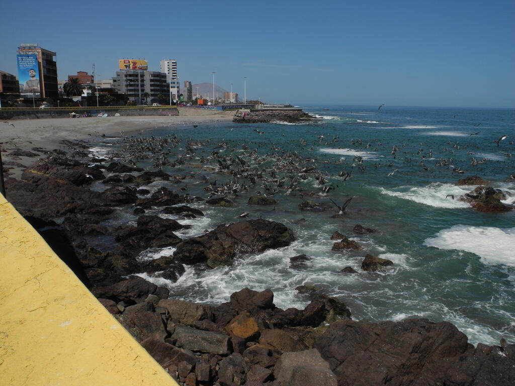 Seev&ouml;gel fangen Fische