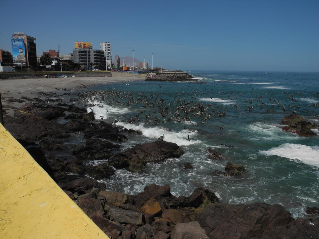 Seev&ouml;gel fangen Fische