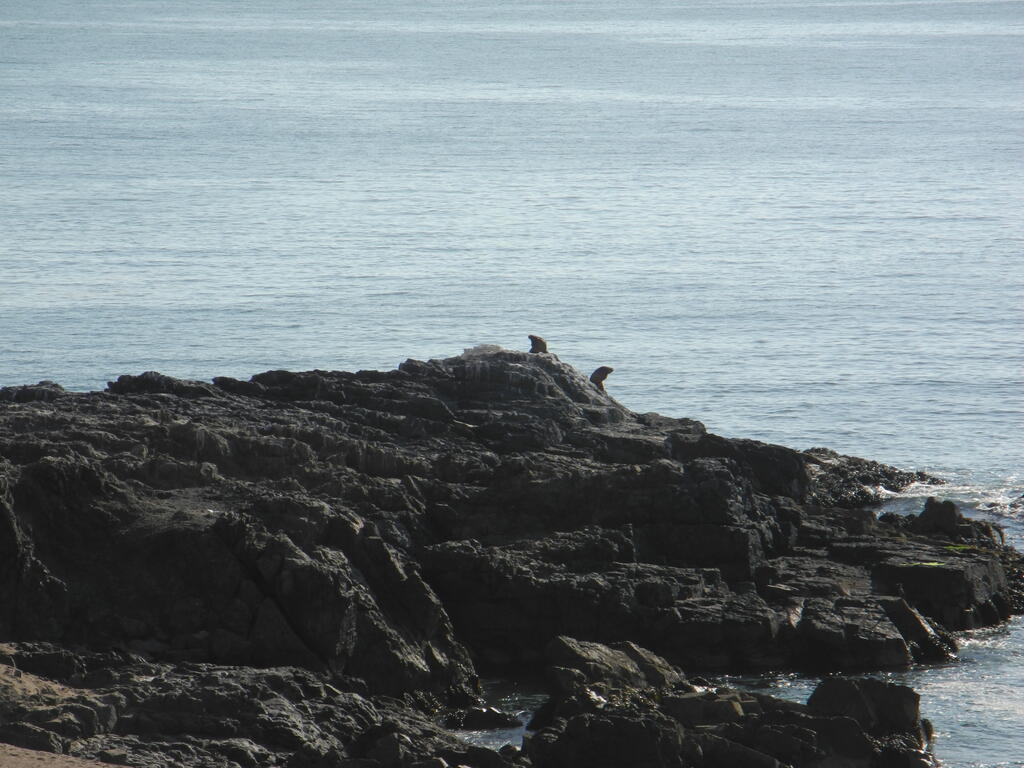 Seel&ouml;wen auf den Felsen vor dem Campingplatz