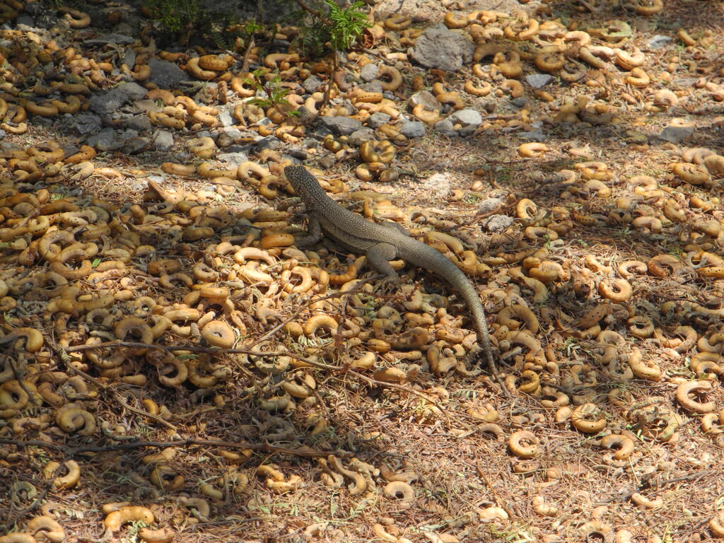 Eidechse im Museum der Cerros Pintados