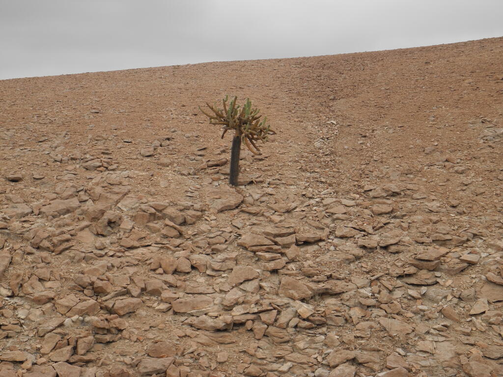 Kaktus nahe dem &Uuml;bernachtungsplatz