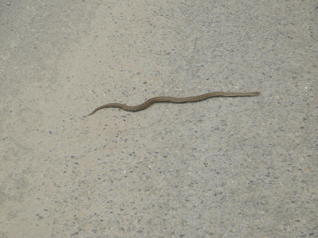 Schlange auf der Stra&szlig;e