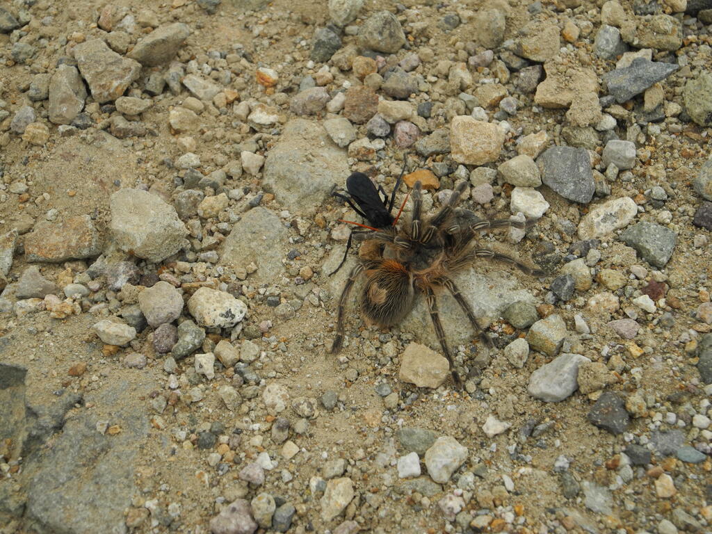 Insekt schleppt eine gro&szlig;e Spinne nach Hause