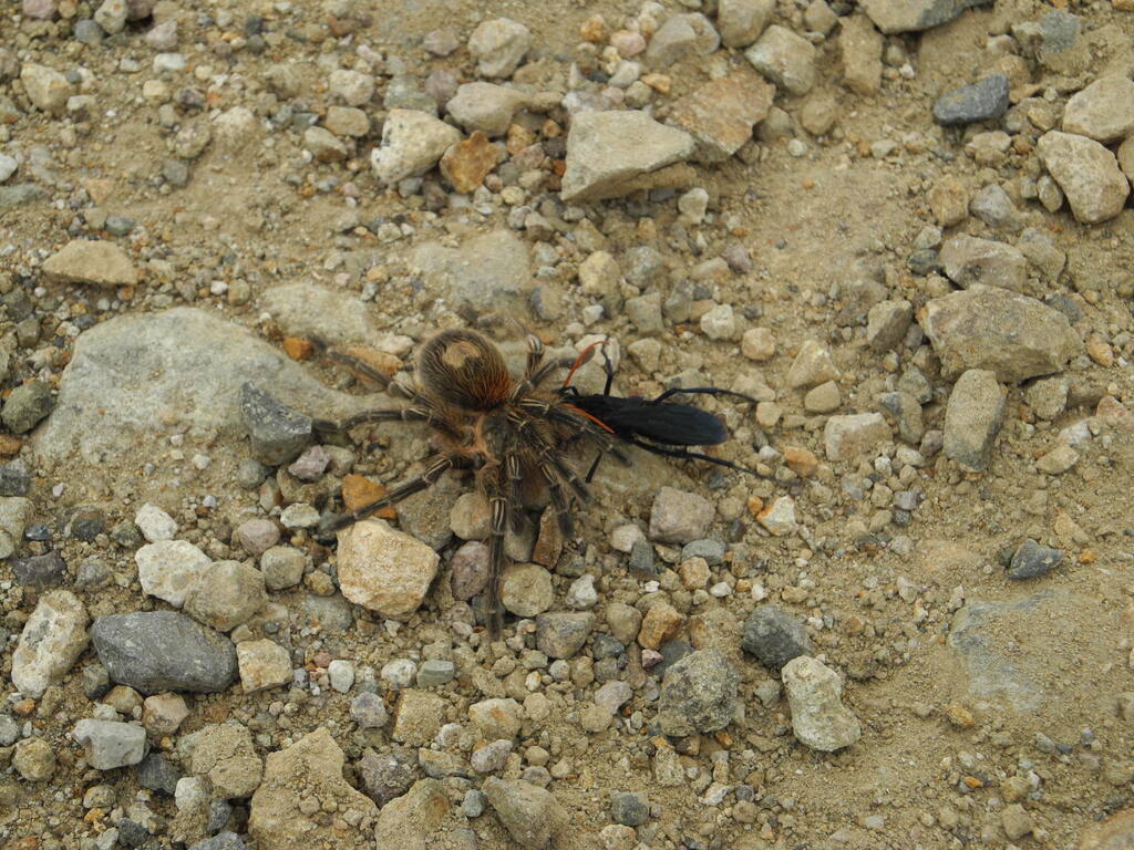 Insekt schleppt eine gro&szlig;e Spinne nach Hause