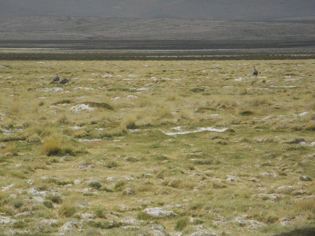 Suris im Tal des Rio Chancacolla