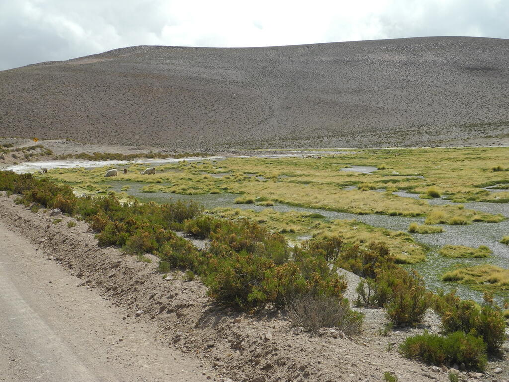 Alpakas und Vicu&ntilde;as im Tal des Rio Chancacolla