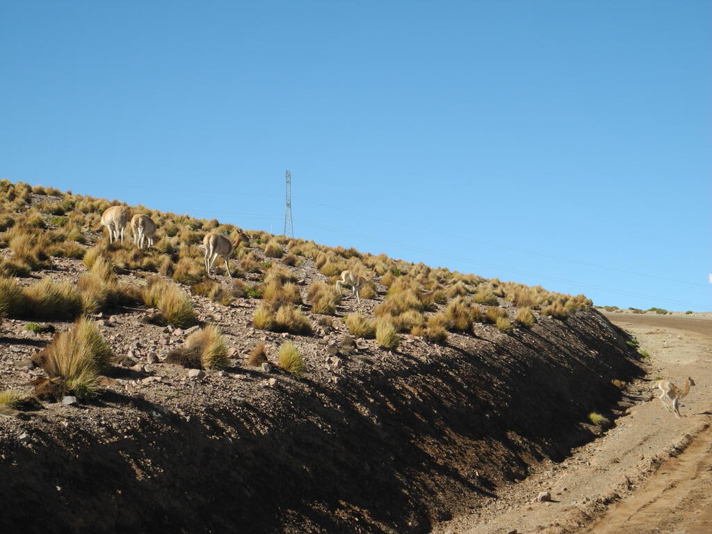 Vicu&ntilde;as an der Stra&szlig;e